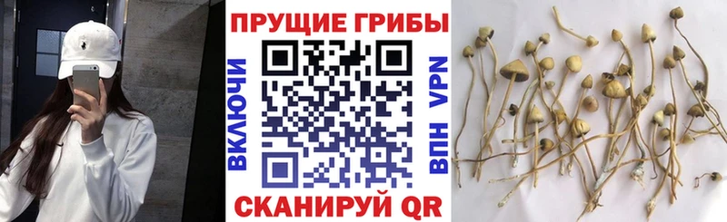 darknet как зайти  Майкоп  Псилоцибиновые грибы ЛСД 