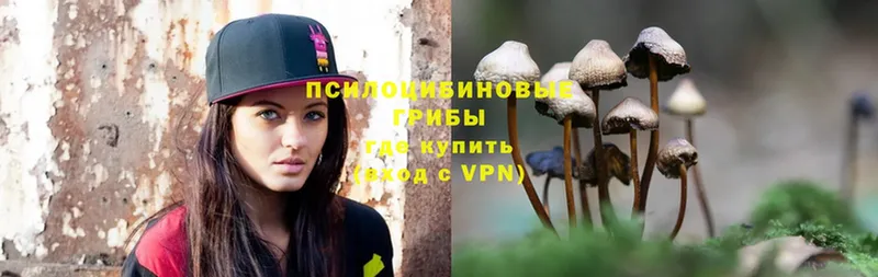 Псилоцибиновые грибы Psilocybe  Майкоп 